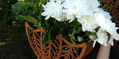 Ящик для цветов на 8 марта зонтик