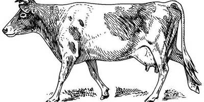 Животные 504