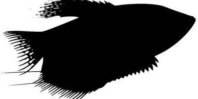 Животные 1300