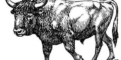 Животные 301