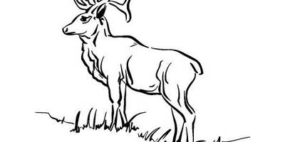 Животные 318