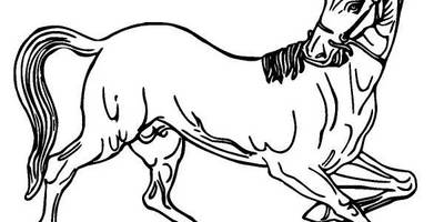 Животные 1301