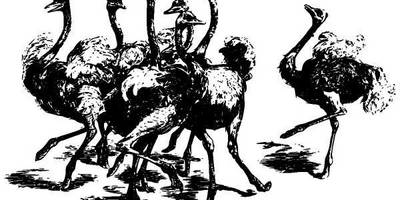 Животные 927