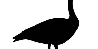 Животные 2364