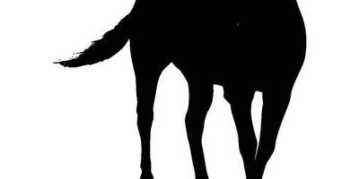 Животные 1208