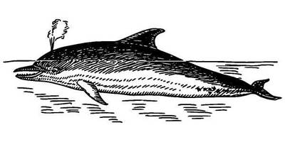 Животные 360