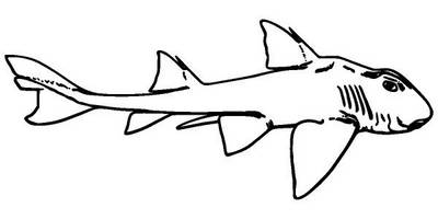 Животные 3567