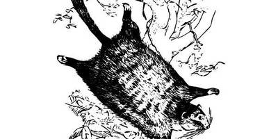 Животные 932