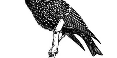 Животные 574