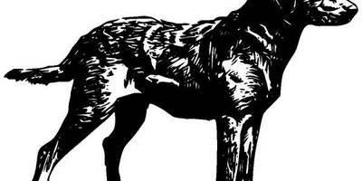 Животные 594