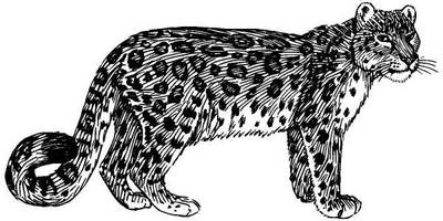 Животные 569