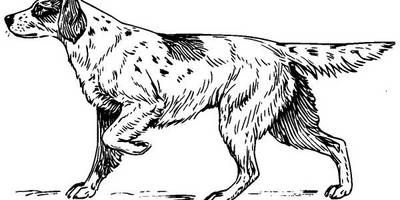 Животные 1113