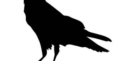 Животные 3675