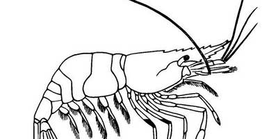 Животные 1089