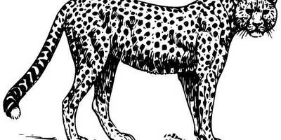 Животные 330