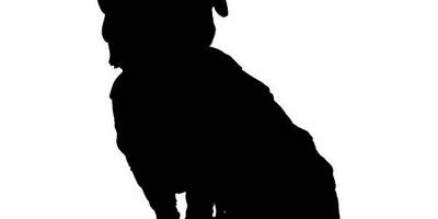 Животные 4248