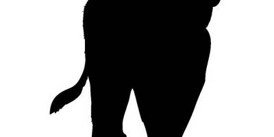 Животные 673