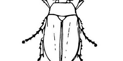 Животные 2448