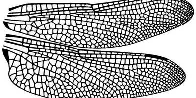 Животные 1161