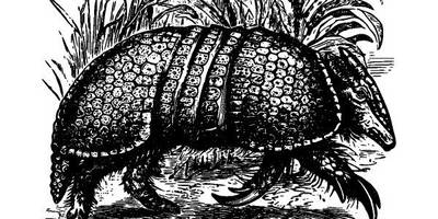 Животные 3832