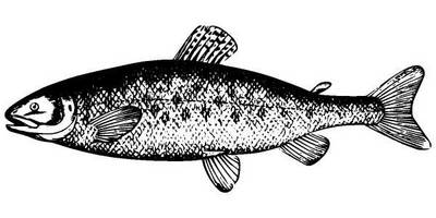 Животные 1005