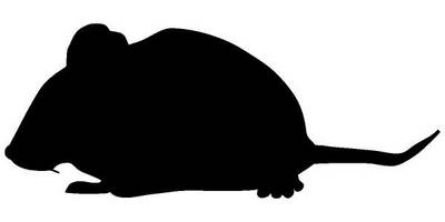 Животные 1527