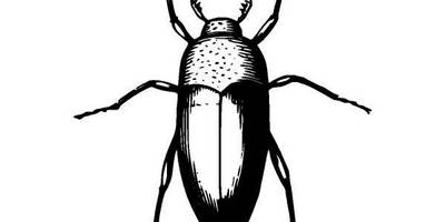 Животные 1312