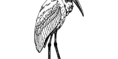 Животные 3795