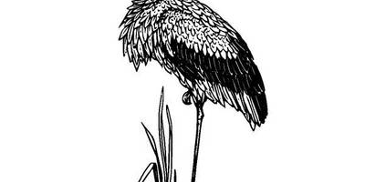 Животные 2682