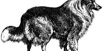 Животные 2820