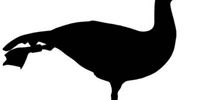 Животные 3521