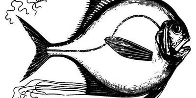 Животные 1296