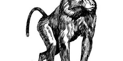 Животные 206