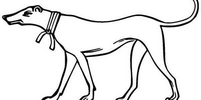 Животные 989