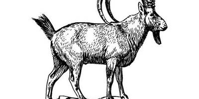 Животные 516