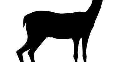 Животные 388