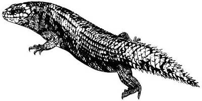 Животные 2946