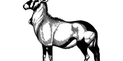 Животные 2797