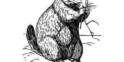 Животные 1088