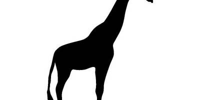 Животные 1905