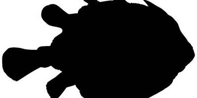 Животные 2751