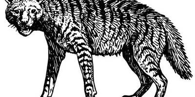 Животные 515