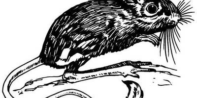 Животные 522