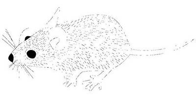 Животные 1560