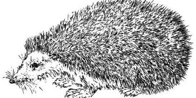 Животные 1335