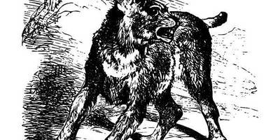 Животные 946