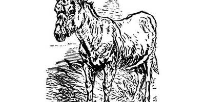 Животные 474