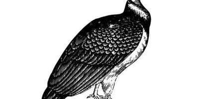 Животные 974