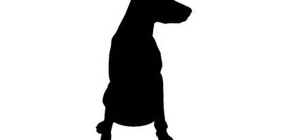 Животные 2193