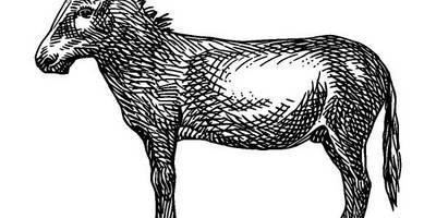 Животные 207